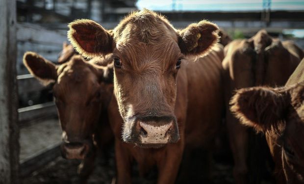 Dura advertencia por la carne: "Va a convenir dejar que la vaca muera en el campo"