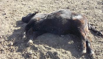 Mueren más de 1000 vacas en Santa Fe