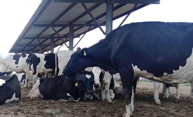 Acostada, la vaca de la Cabaña La Luisa que dio 88 litros diarios: "Nos gustan las vacas lecheras, las que dan mucha leche”, destacan.
