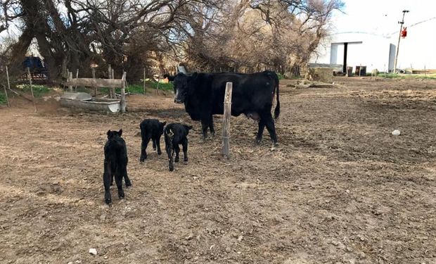 Se da una vez cada 100.000: una vaca que sorprendió en un campo de Buenos Aires