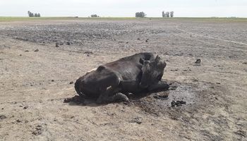 Mueren vacas y vaquillonas en un tambo por intoxicación hídrica: cómo evitarlo