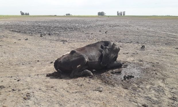 Mueren vacas y vaquillonas en un tambo por intoxicación hídrica: cómo evitarlo