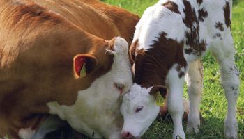 Temporada de pariciones: etapa clave en sistemas de cría bovina