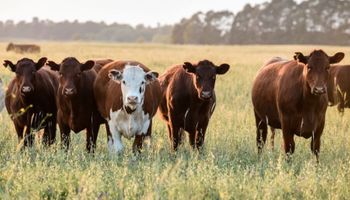 La pérdida de más de 825 mil hembras entre vacas y vaquillonas: ¿Argentina compromete su base productiva?