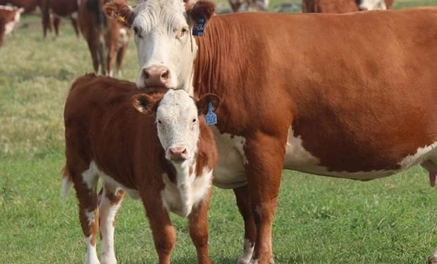 Aspectos claves para el manejo de sistemas ganaderos