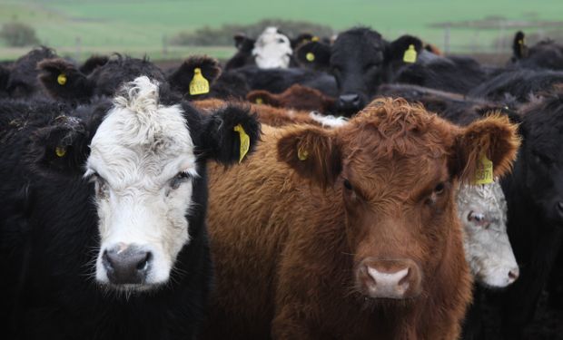 Vaca loca en Brasil: cómo impacta en el estatus sanitario de Argentina