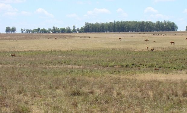 La ganadería del NEA se enfrentará a un escenario complejo por la escasez de lluvias