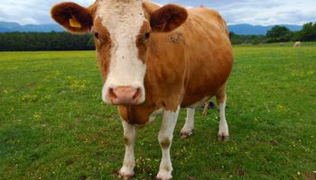 ¿Las vacas son el problema? El posteo viral que muestra la otra cara del calentamiento global