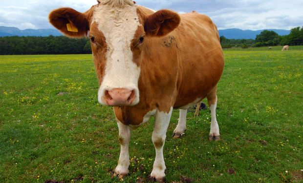 ¿Las vacas son el problema? El posteo viral que muestra la otra cara del calentamiento global