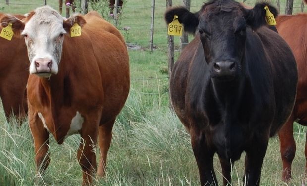 Jornadas técnicas sobre carne y leche