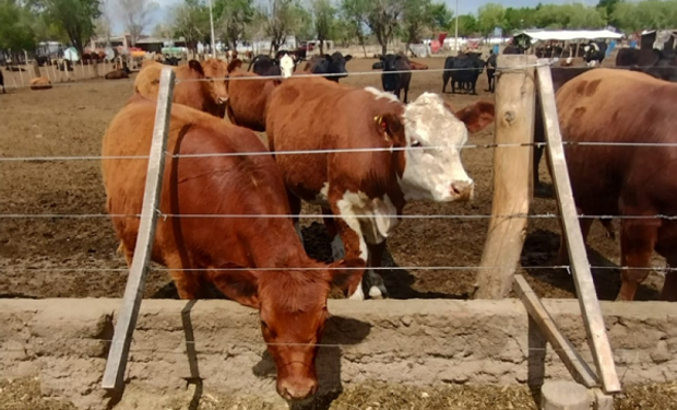 Córdoba eliminó 61 tasas por trámites agropecuarios a partir de 2023