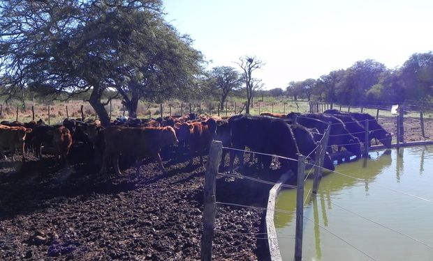 Sequía: el 50 % del stock bovino se encuentra en riesgo y ya se reporta mortandad de hacienda
