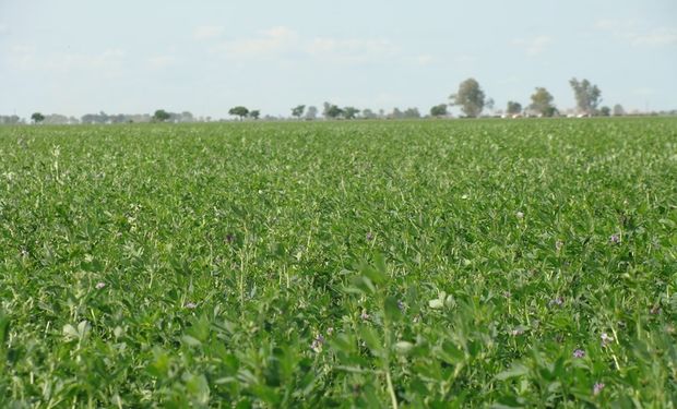 Pastoreo anticipado: cómo aumentar hasta un 30 % la producción de carne por hectárea