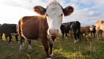 Derribando el mito de las vacas: acá están los principales responsables de Emisiones de Gases de Efecto Invernadero
