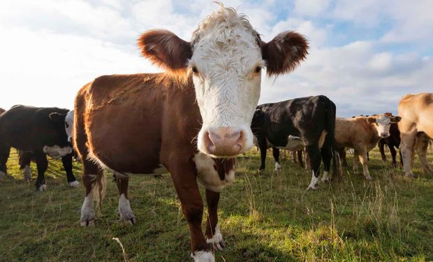 Derribando el mito de las vacas: acá están los principales responsables de Emisiones de Gases de Efecto Invernadero