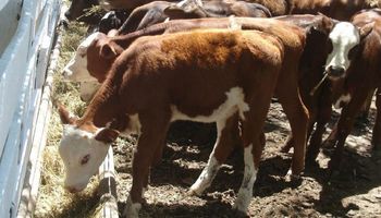Una nueva era en la ganadería de precisión