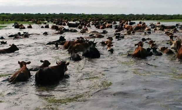 La Secretaría de Gobierno de Agroindustria declaró el estado de emergencia y/o desastre agropecuario en cuatro provincias.