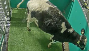 Inédito: así entrenan a las vacas para ir al baño