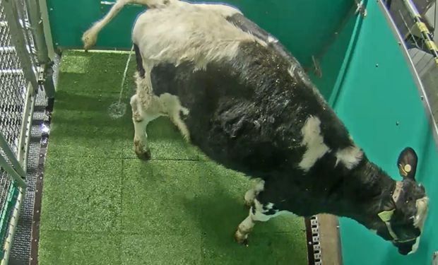 Inédito: así entrenan a las vacas para ir al baño