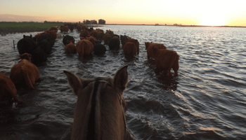Santa Fe declaró la emergencia agropecuaria por las inundaciones en el norte y lanzó créditos por $ 17.960 millones