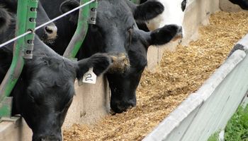 La ración para el ganado: ¿cereal entero o molido?
