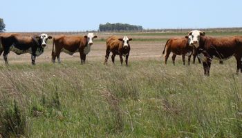 Márgenes superiores: la invernada arroja hasta $382.937 por hectárea en el tercer trimestre