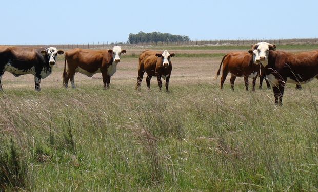 Márgenes superiores: la invernada arroja hasta $382.937 por hectárea en el tercer trimestre