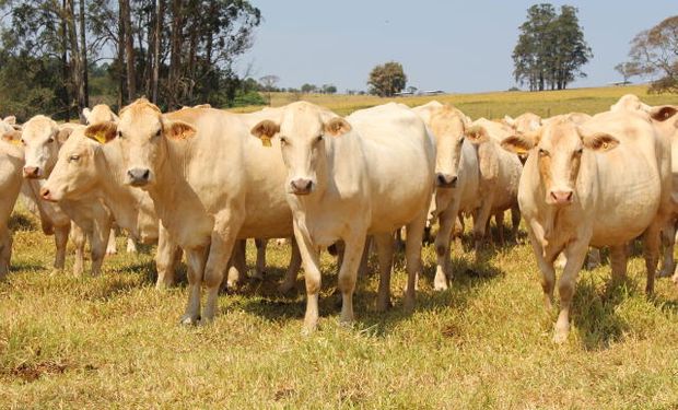 Objetivo é mapear casos de tristeza parasitária bovina nos rebanhos. (foto - Embrapa)