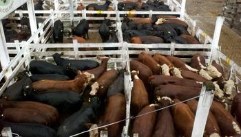 Liniers: la demanda exportadora se mostró firme y presionó sobre los precios