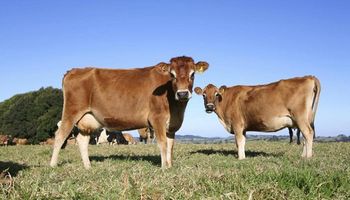 Desarrollan una alternativa para combatir la mastitis bovina