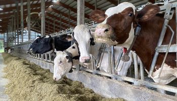 Movido a leite: derivado de lácteo vira biocombustível para carros