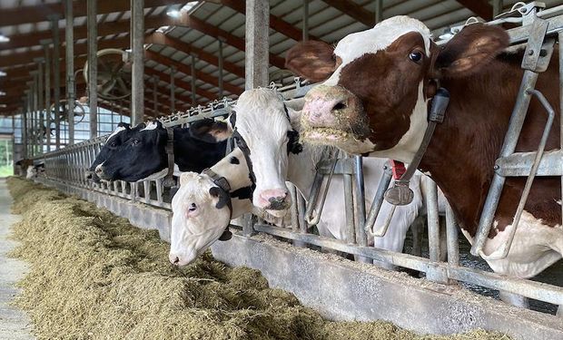 Em 2021, nas fazendas monitoradas na amostra, foram ordenhadas mais de 2,7 milhões de vacas, que produziram 53 milhões de litros de leite.
