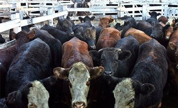 China compra menos carne, pero la faena de vacas se mantiene alta e impacta en los precios