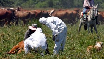 Después de casi 20 años, EE.UU. admite la carne de Francia