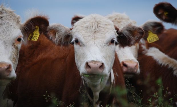 La ganadería, ¿una actividad que aporta o atenta contra la sostenibilidad?
