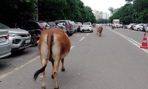 Vacas sagradas y tránsito único: las particularidades del país que más leche produce en el mundo