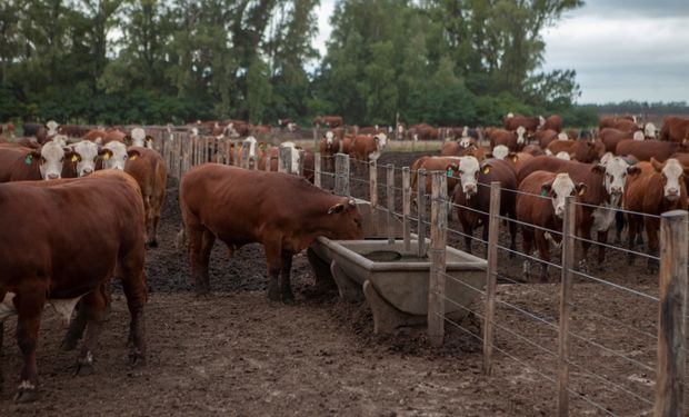 Las elecciones y la sequía presionarían sobre el precio de la hacienda en la última etapa del año