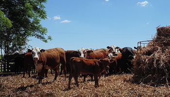 Producción bovina: qué vacunas se debe aplicar a los terneros