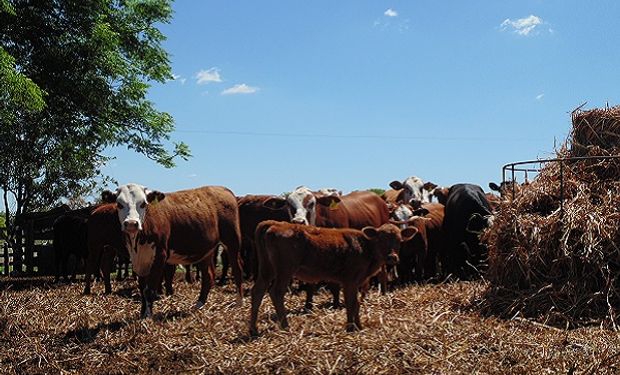 Producción bovina: qué vacunas aplicar a los terneros en sus primeros meses de vida 