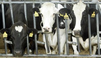 Gripe aviária contamina vacas e leite em três regiões dos Estados Unidos