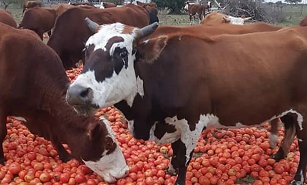 Les ofrecieron $50 por cajón de tomate y optaron por alimentar a los animales con la cosecha 