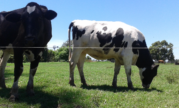 Desde hace unos cinco años el INTA Rafaela trabaja con especificidad en la contemplación de la variable del calor elaborando un Indice de Temperatura y Humedad.