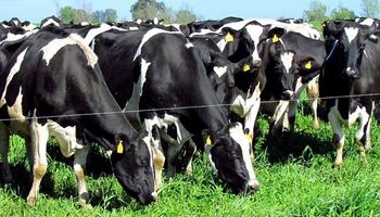 Santa Fe: impulsan ley para promover la actividad láctea