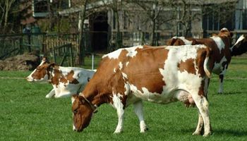 Uruguay se prepara para liderar el segmento más alto del negocio cárnico