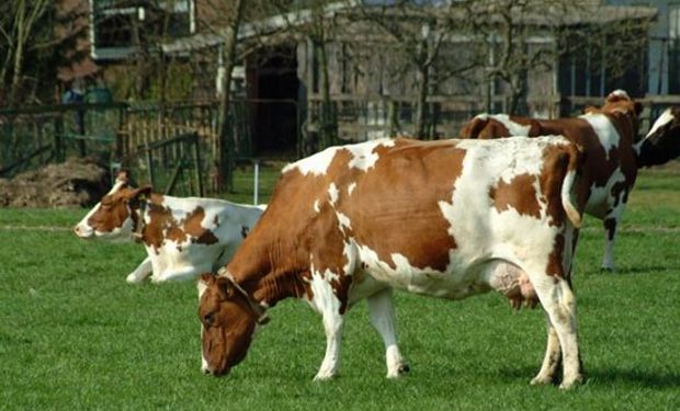 Uruguay se prepara para liderar el segmento más alto del negocio cárnico