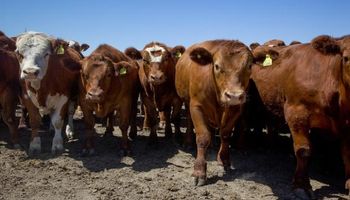 Argentina no registra casos de vaca loca
