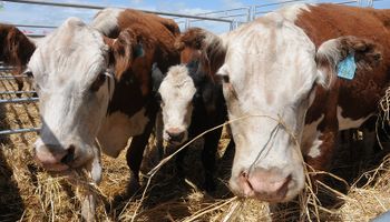 La ganadería ya tiene cita en Expoagro