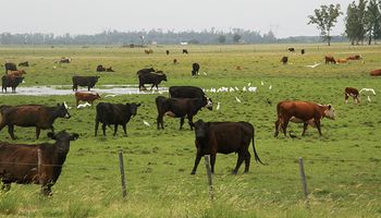 Recomendaciones para el pastoreo de sorgo y evitar mortandad de bovinos