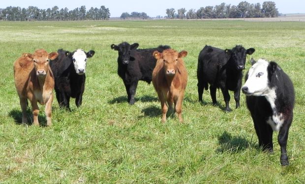 Radiografía ganadera: Santa Fe mostró un insuficiente manejo nutricional, reproductivo y sanitario de los rodeos