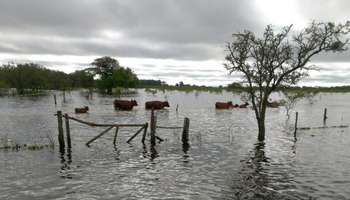 Santa Fe: 360.000 vacunos en emergencia